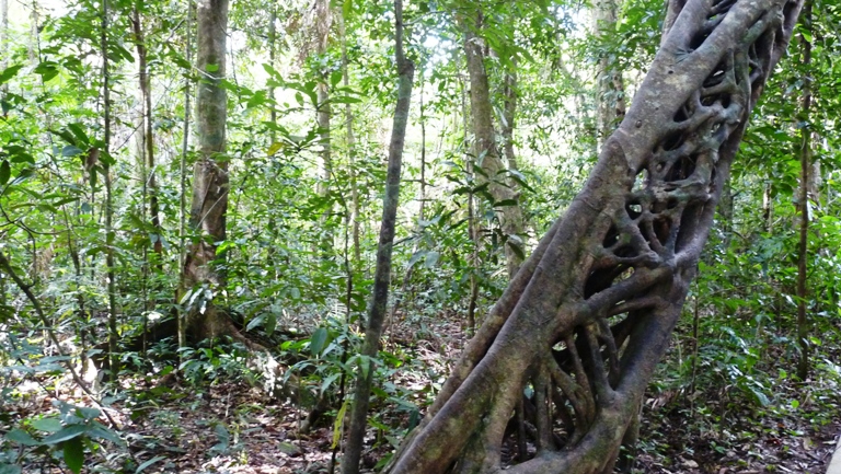 Rainforest Boardwalk